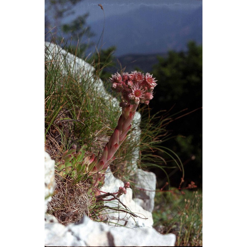 sempervivum riccii iberite et anzal.