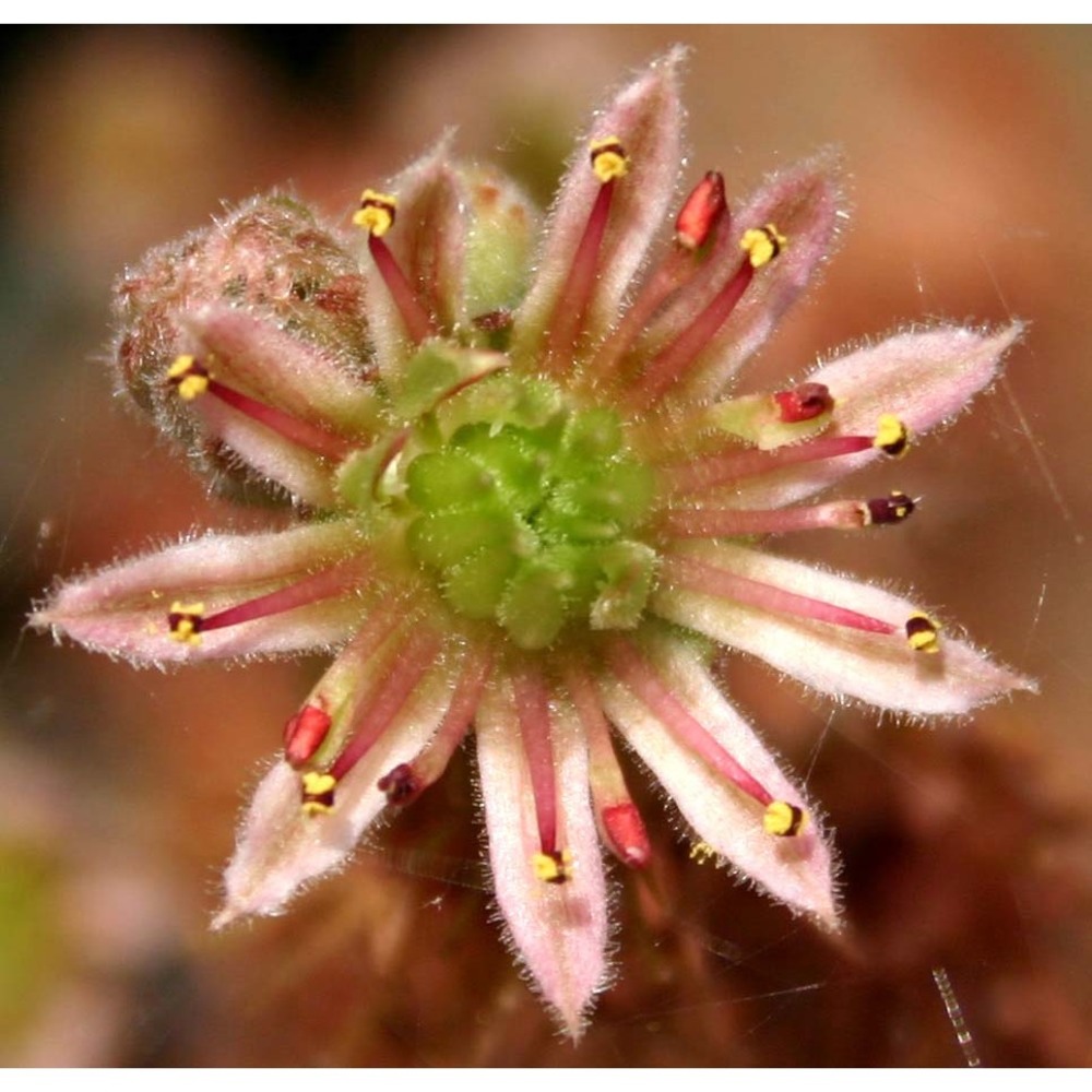 sempervivum tectorum l.