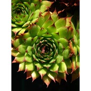 sempervivum tectorum l.