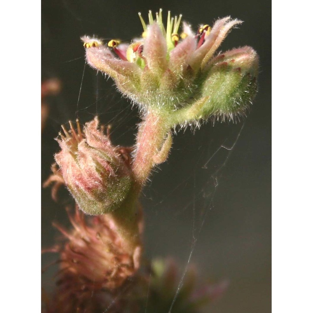 sempervivum tectorum l.