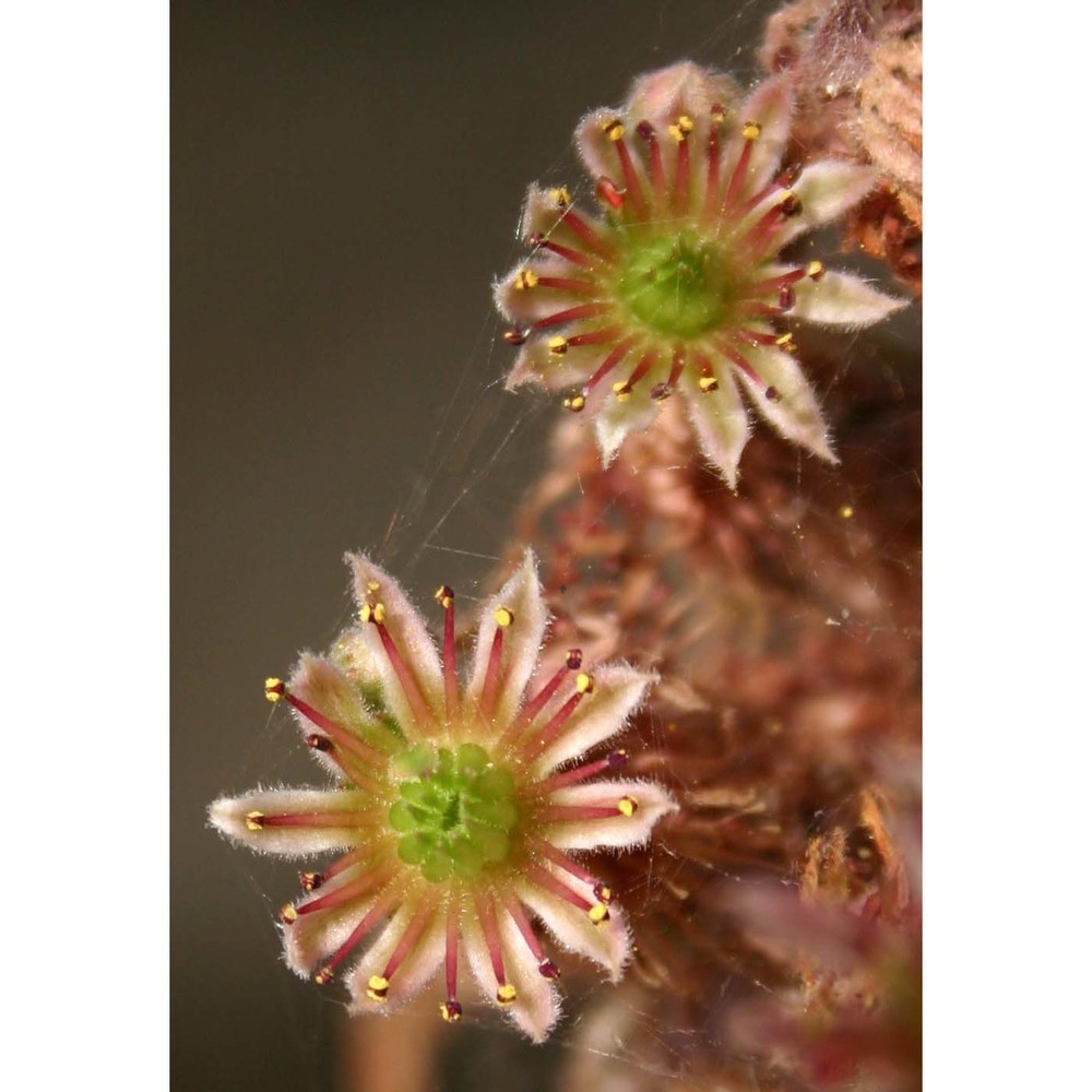 sempervivum tectorum l.