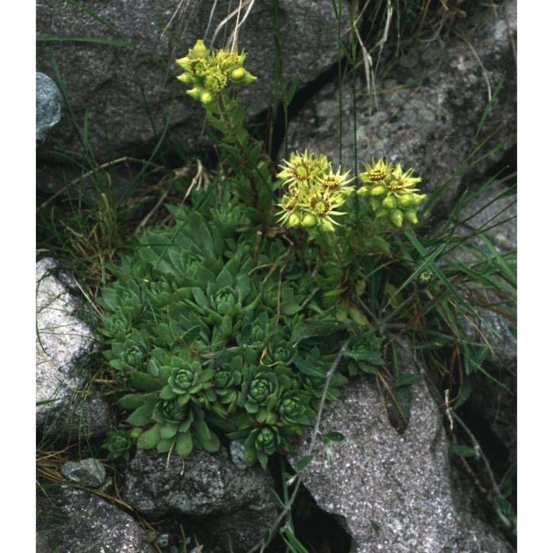 sempervivum wulfenii hoppe ex mert. et w. d. j. koch, subsp. wulfenii