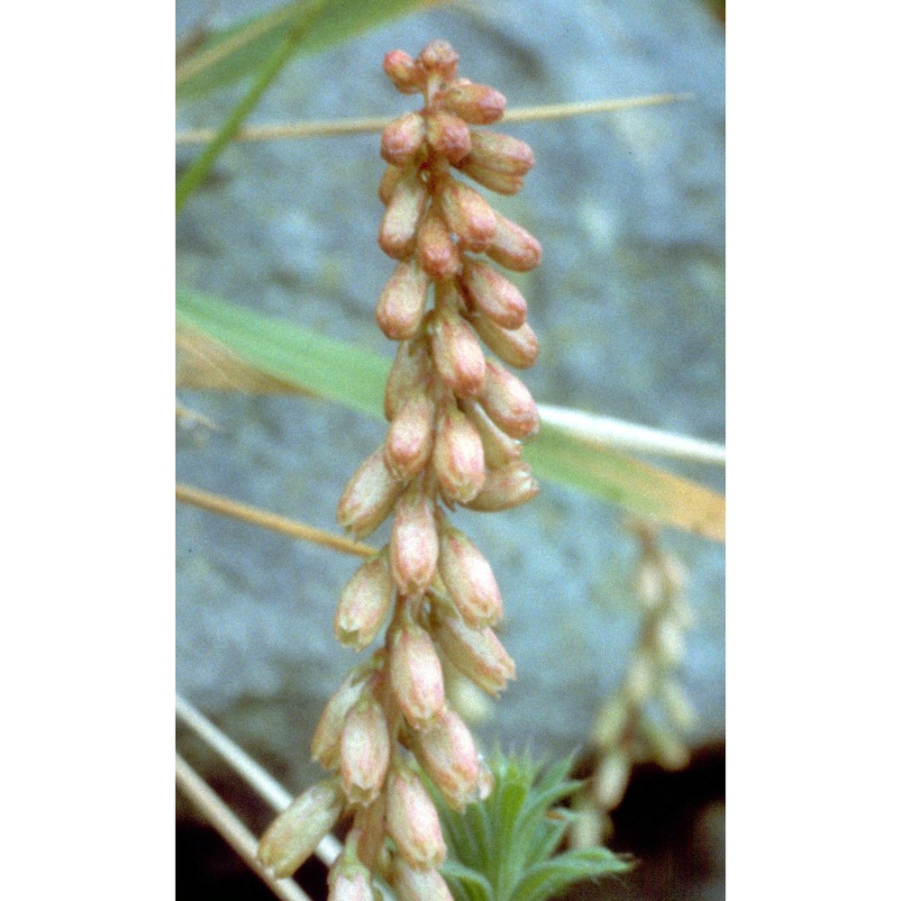 umbilicus rupestris (salisb.) dandy