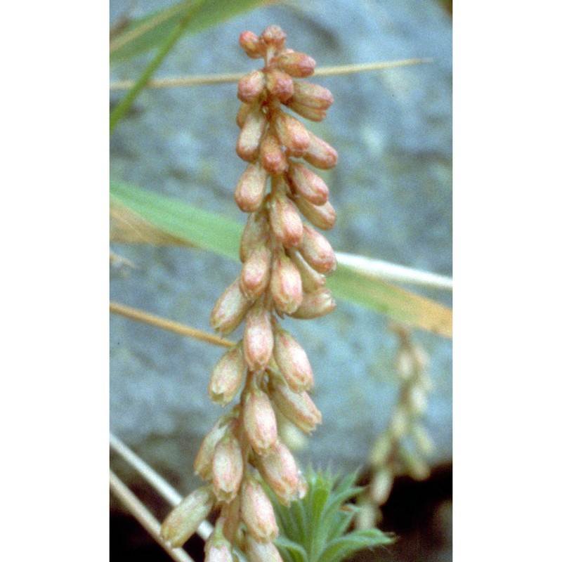 umbilicus rupestris (salisb.) dandy