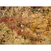 myriophyllum alterniflorum dc.