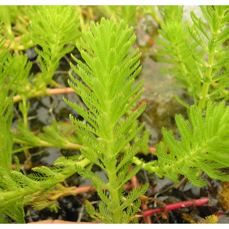 myriophyllum aquaticum (velloso) verdc.