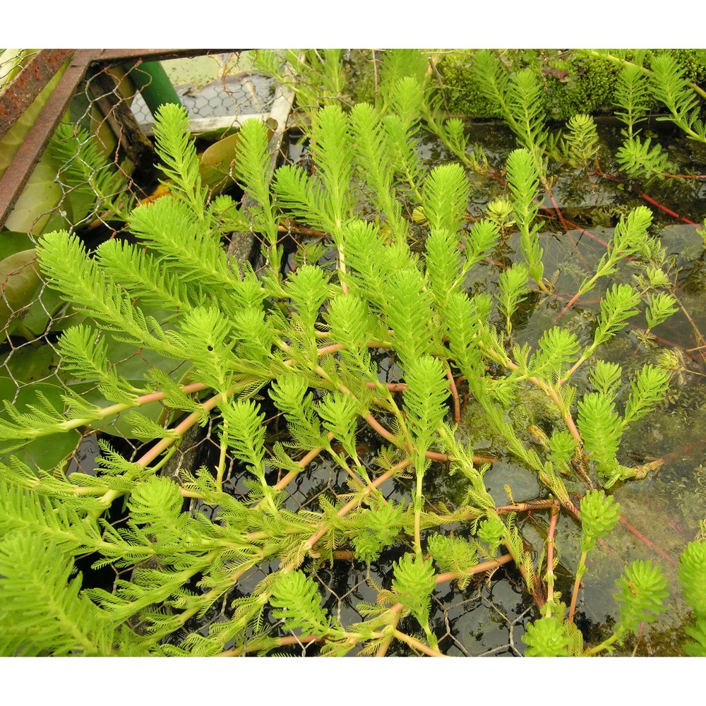 myriophyllum aquaticum (velloso) verdc.