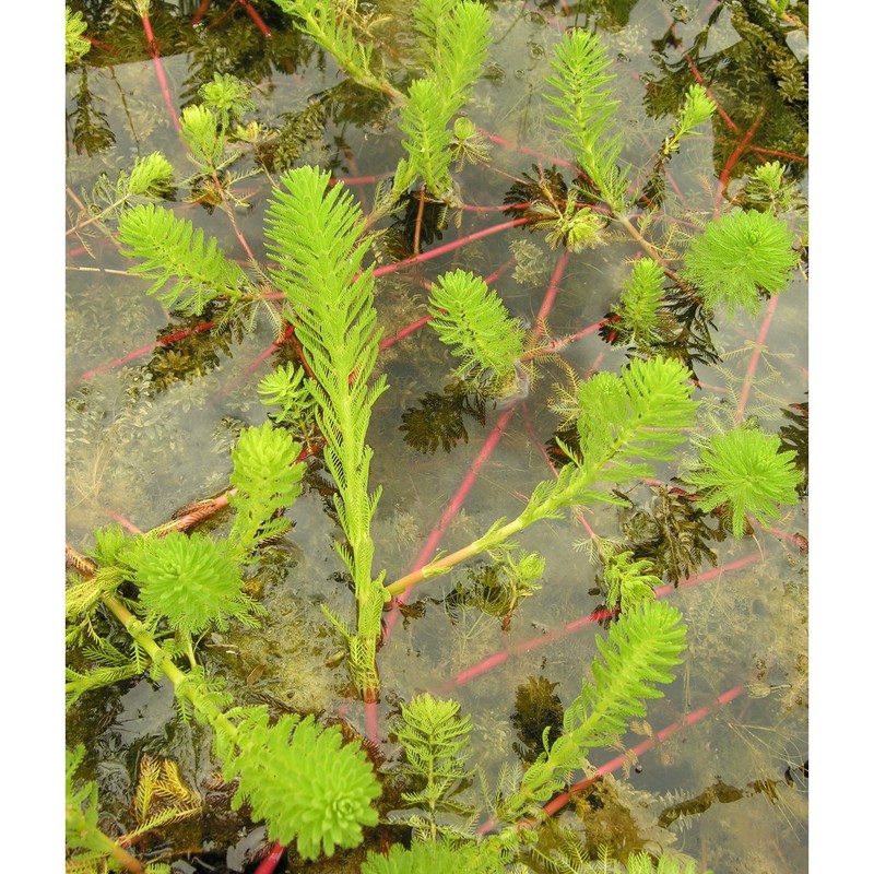 myriophyllum aquaticum (velloso) verdc.