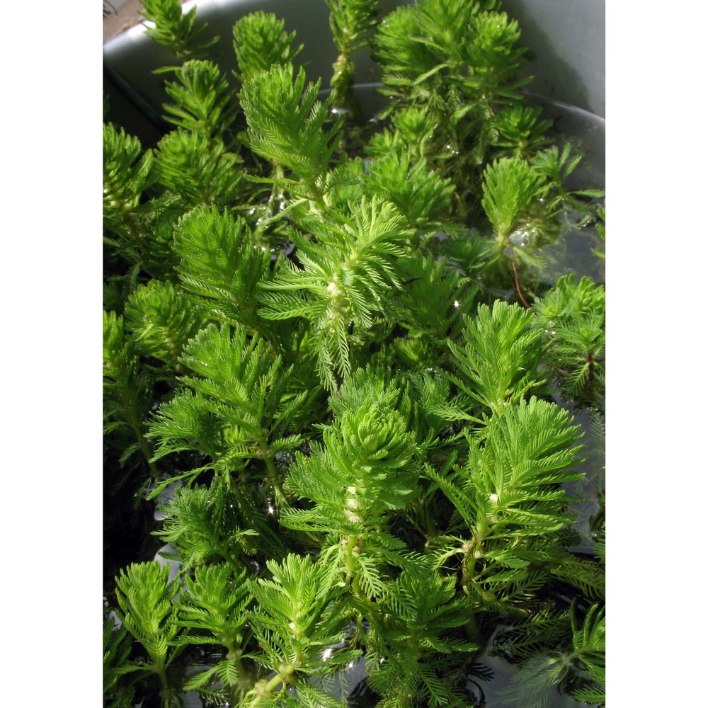 myriophyllum aquaticum (velloso) verdc.