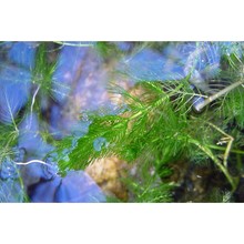 myriophyllum spicatum l.