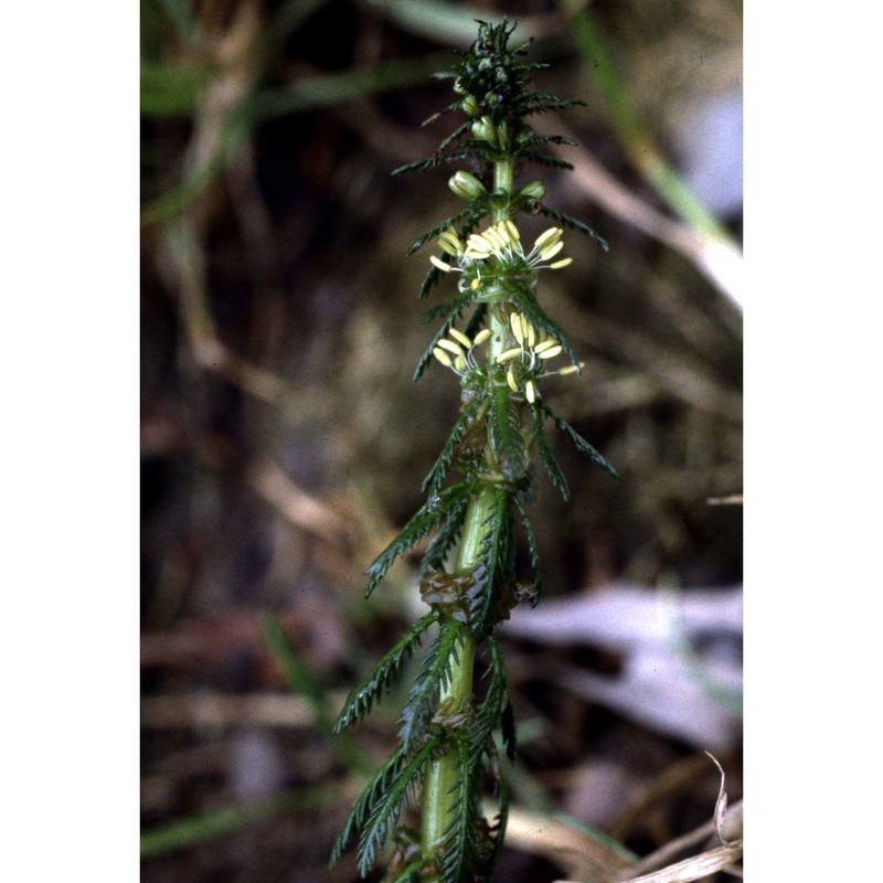 myriophyllum verticillatum l.