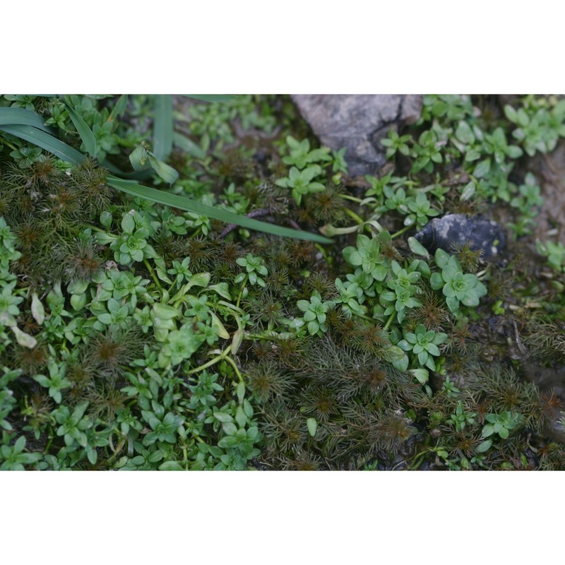 myriophyllum verticillatum l.