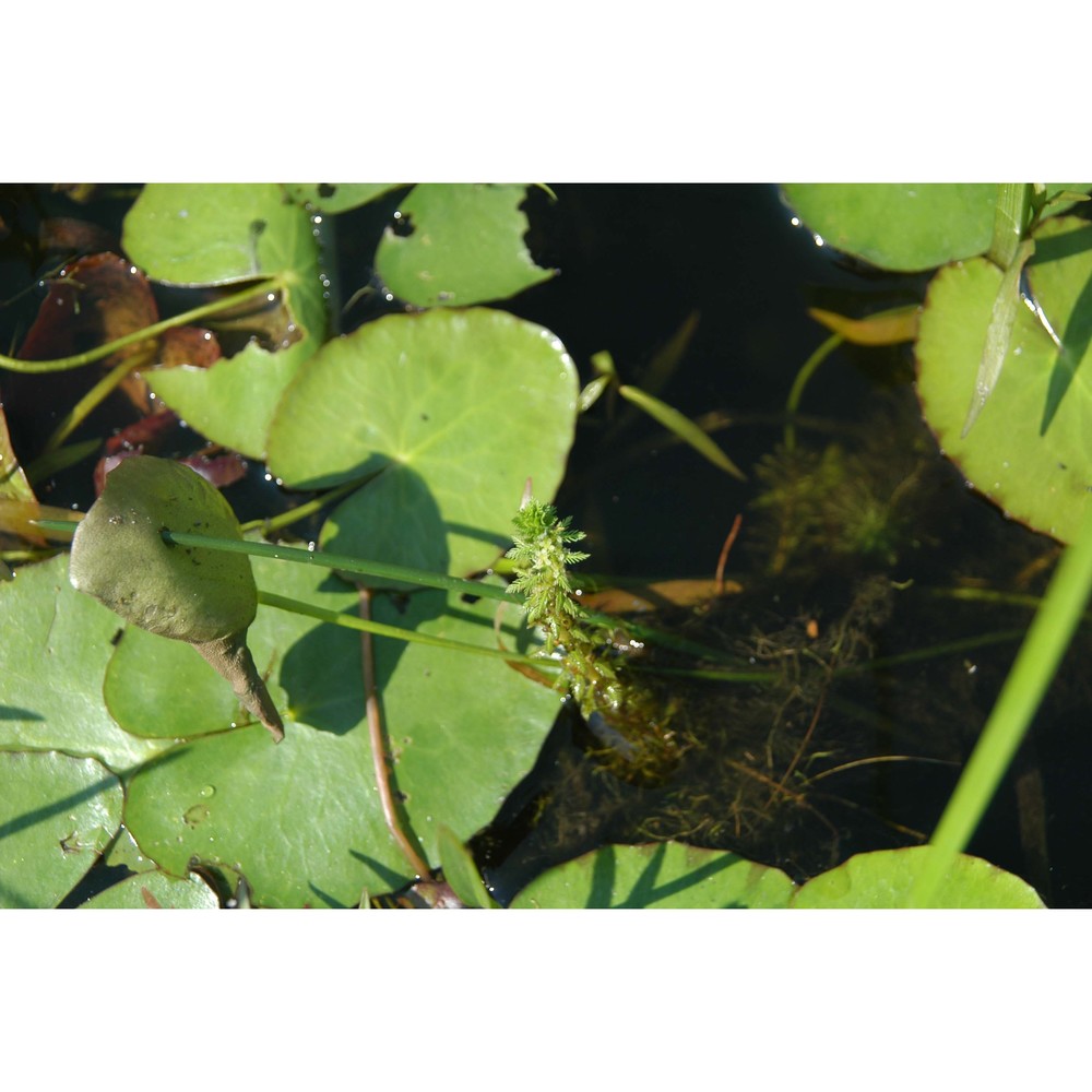 myriophyllum verticillatum l.