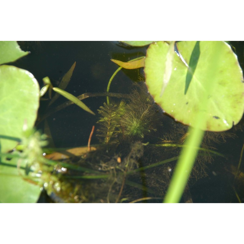 myriophyllum verticillatum l.