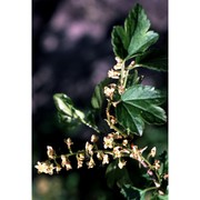 ribes alpinum l.