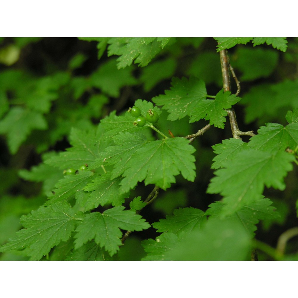 ribes alpinum l.