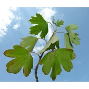 ribes aureum pursh