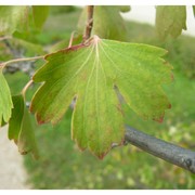 ribes aureum pursh