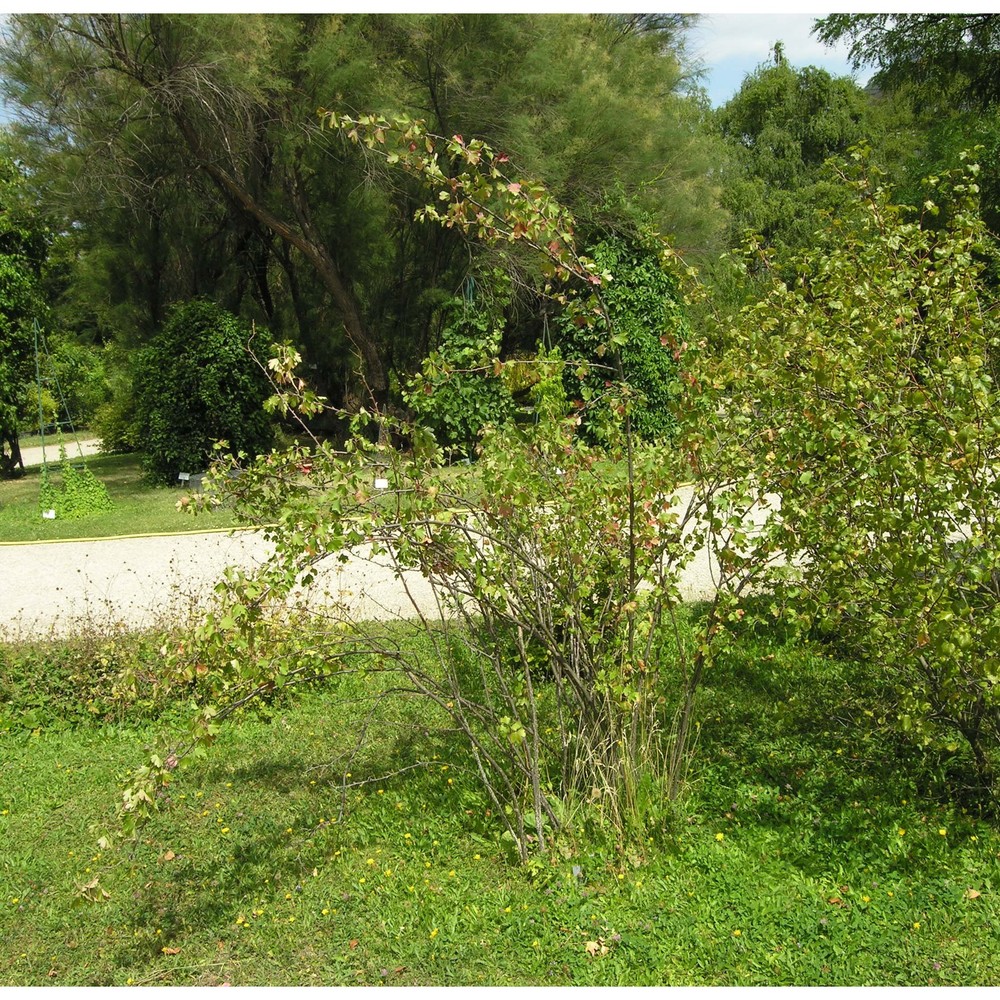 ribes aureum pursh