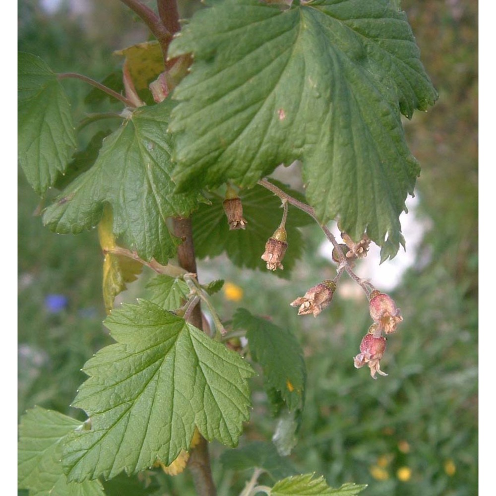 ribes petraeum wulfen