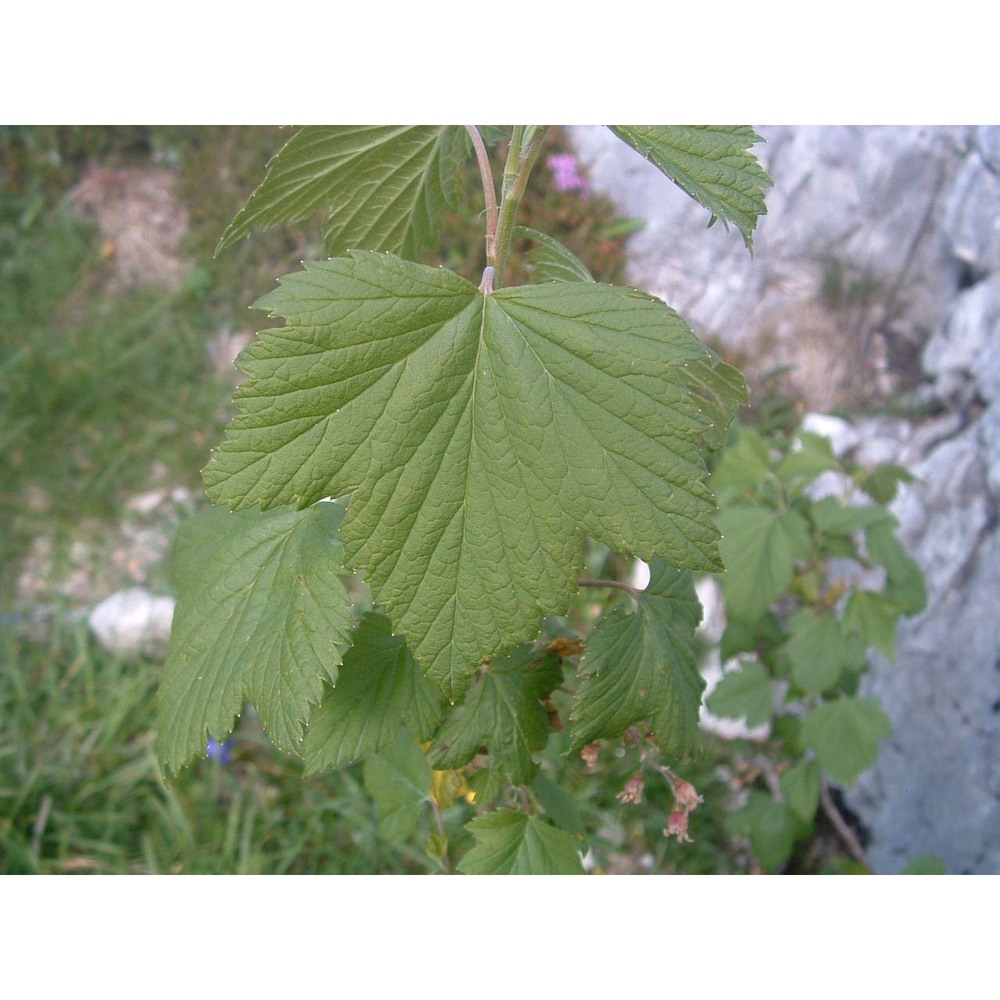 ribes petraeum wulfen