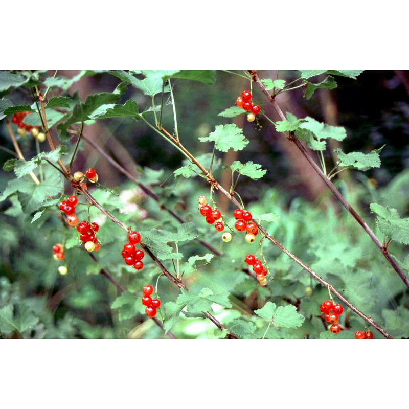 ribes rubrum l.