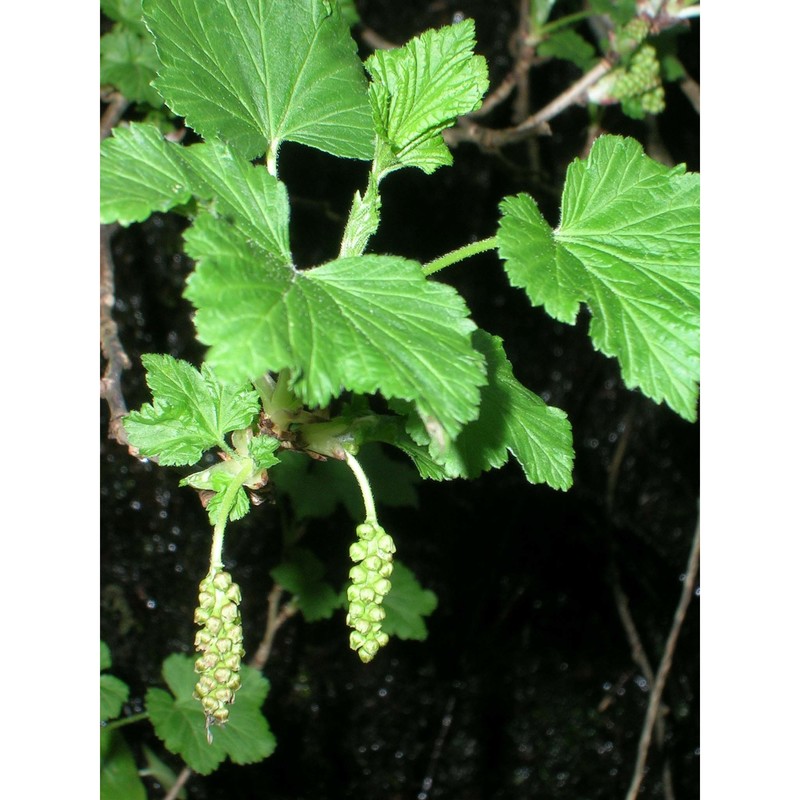 ribes sandalioticum (arrigoni) arrigoni