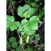 ribes sandalioticum (arrigoni) arrigoni