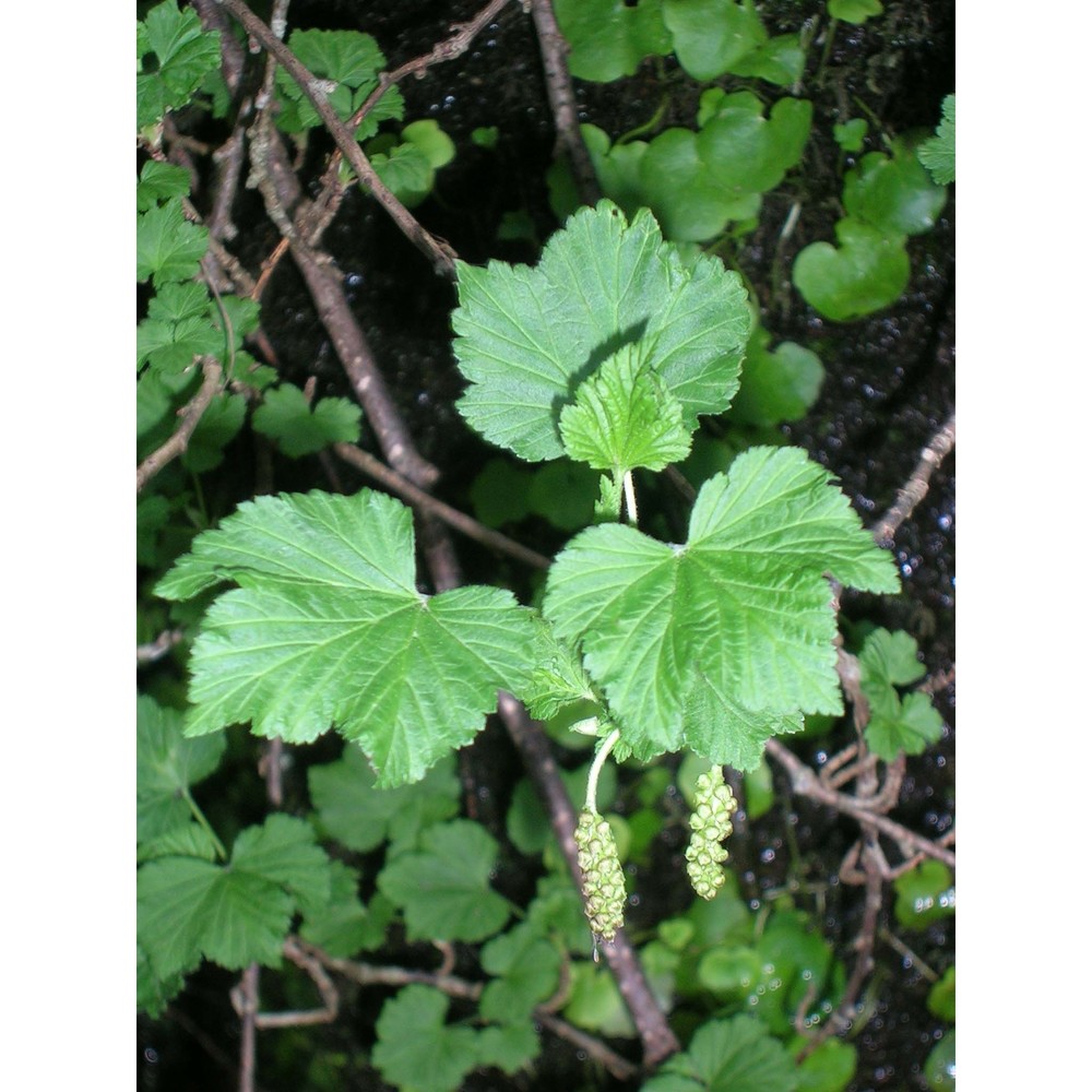 ribes sandalioticum (arrigoni) arrigoni