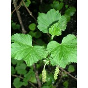 ribes sandalioticum (arrigoni) arrigoni