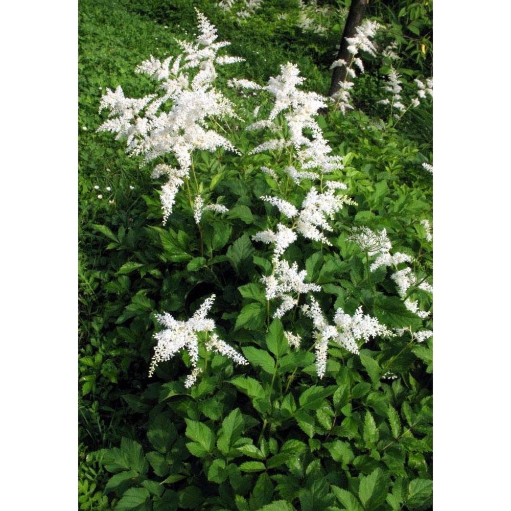 astilbe japonica (c. morren et decne.) a. gray