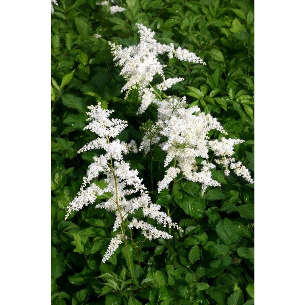 astilbe japonica (c. morren et decne.) a. gray