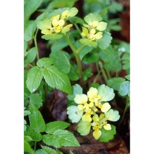 chrysosplenium alternifolium l.