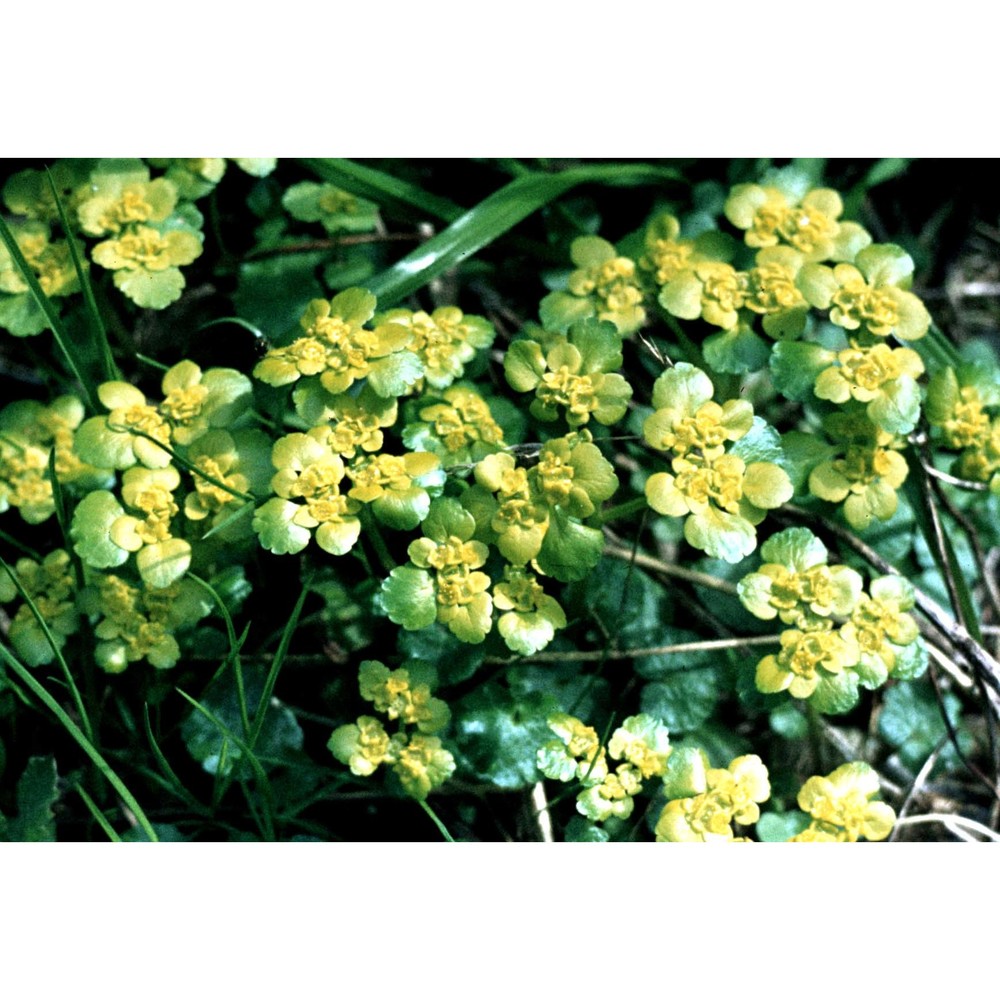 chrysosplenium alternifolium l.