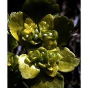 chrysosplenium alternifolium l.