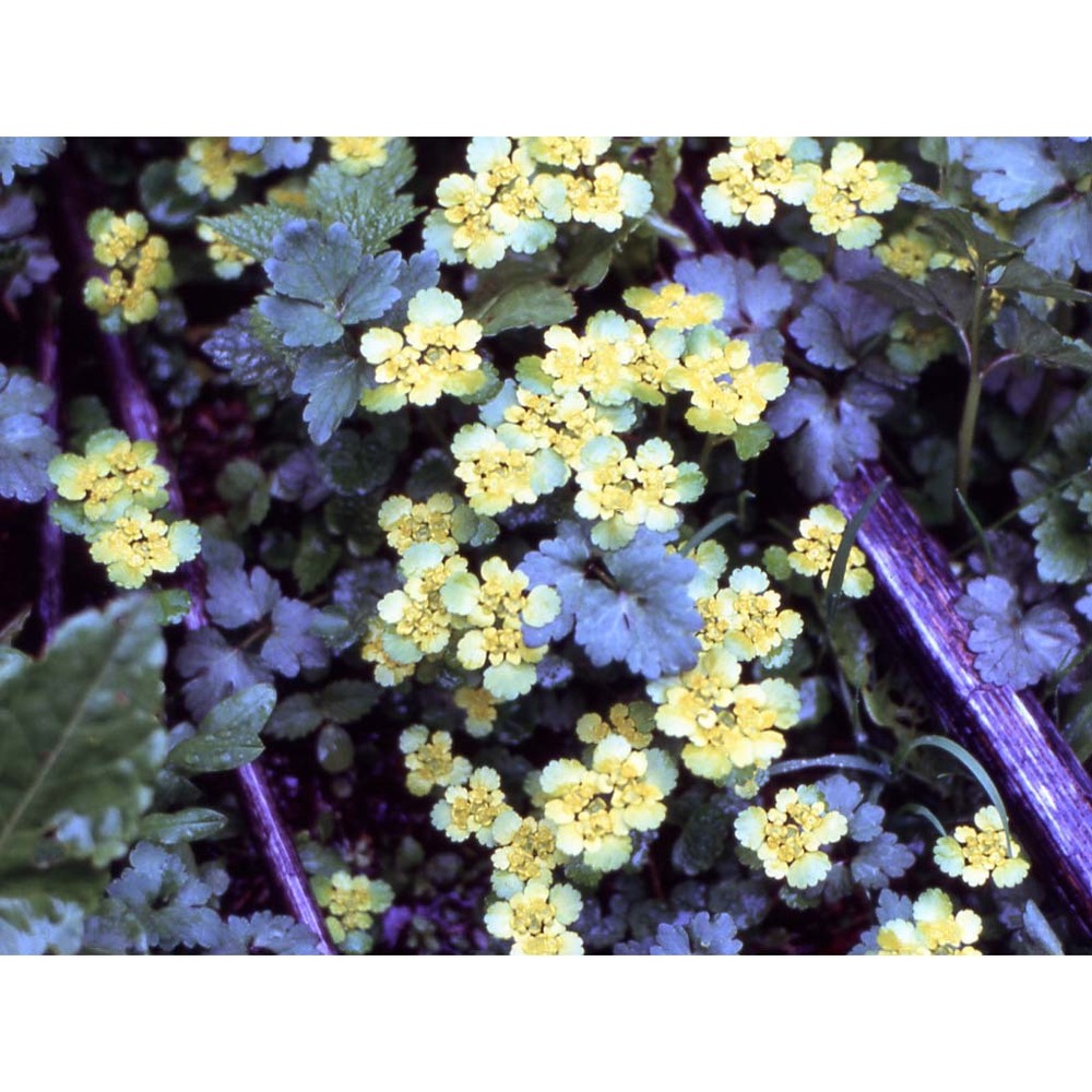 chrysosplenium alternifolium l.