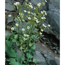 saxifraga adscendens l.