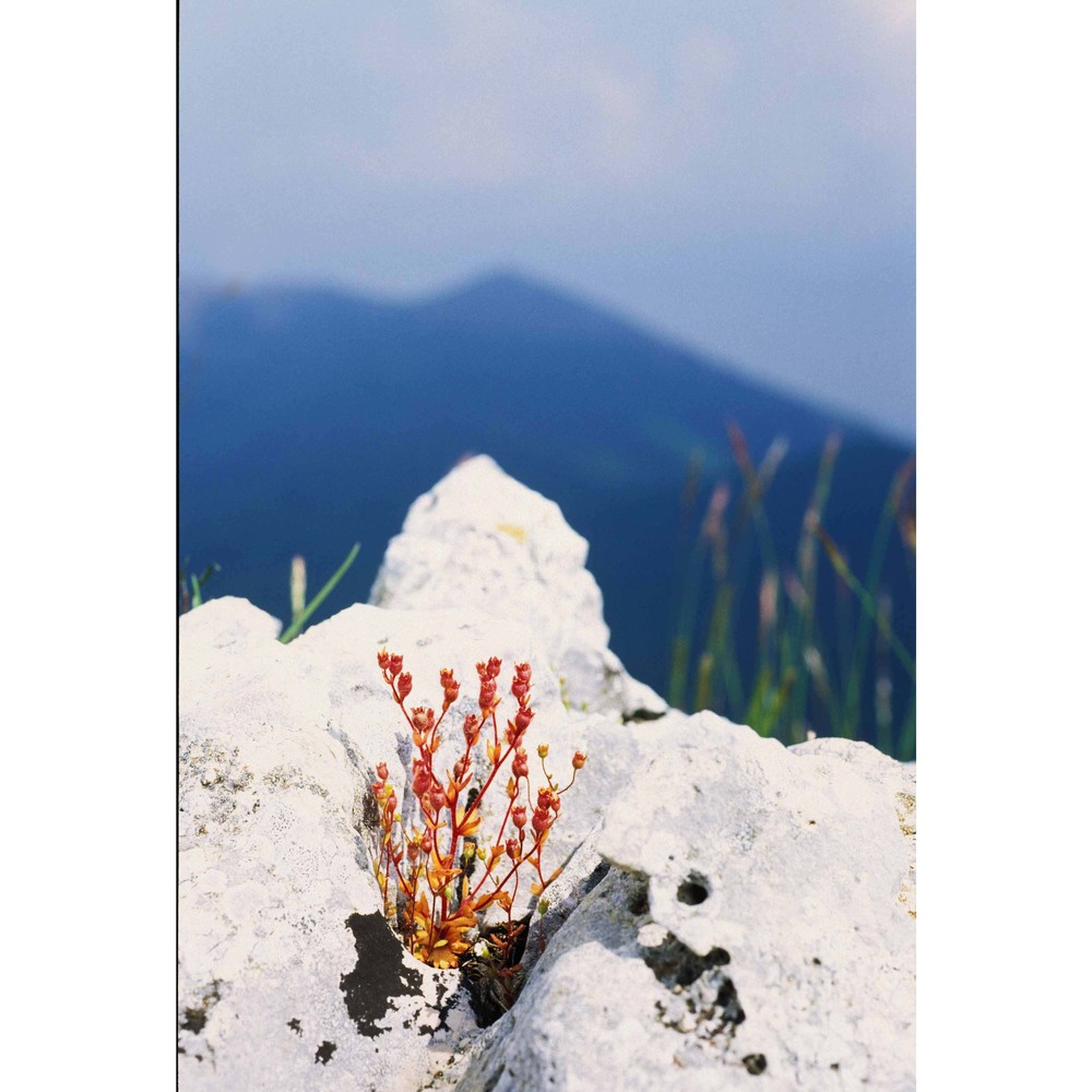 saxifraga adscendens l.