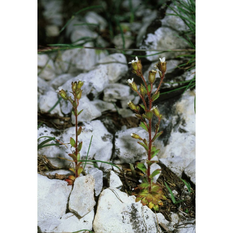 saxifraga adscendens l.