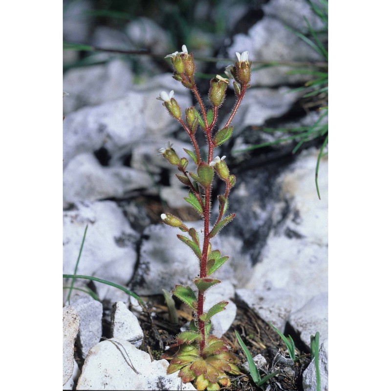 saxifraga adscendens l.