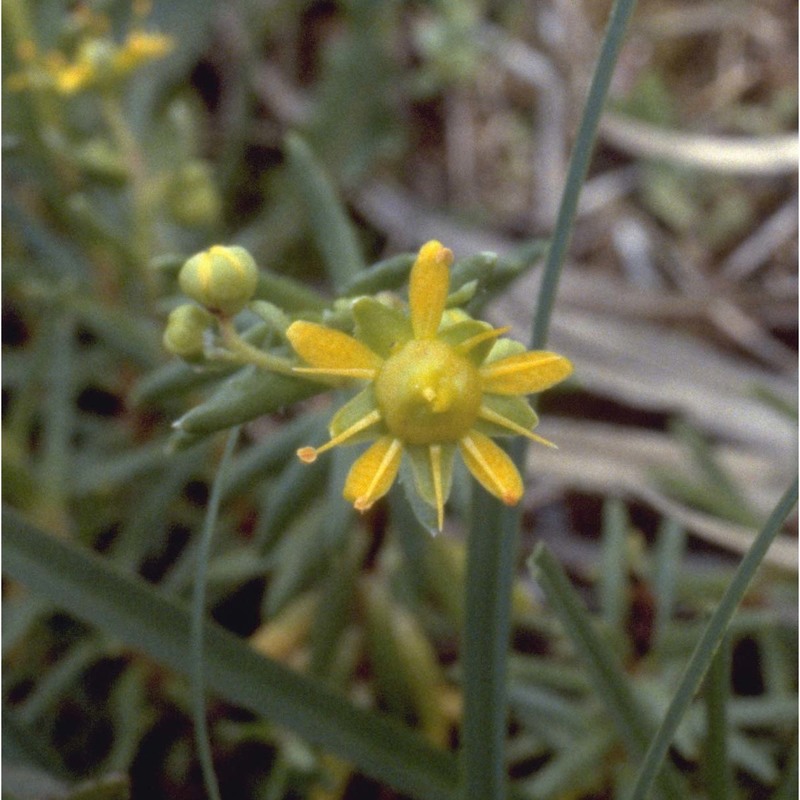 saxifraga aizoides l.