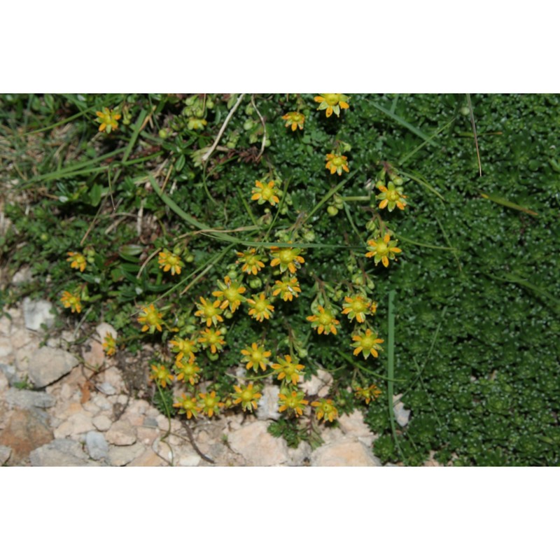 saxifraga aizoides l.