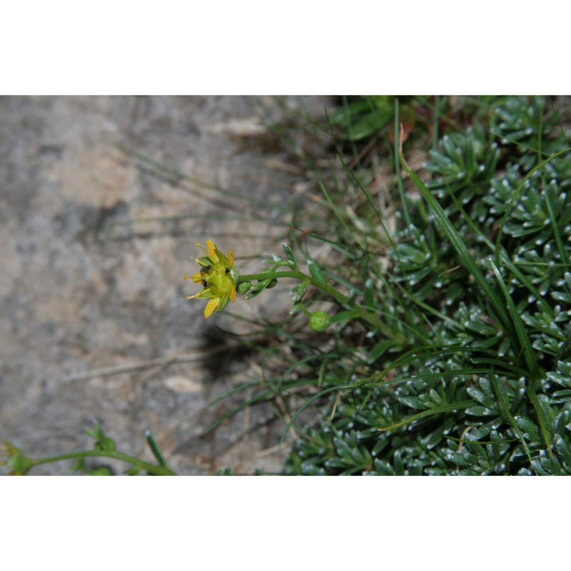 saxifraga aizoides l.