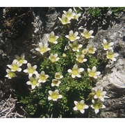 saxifraga ampullacea ten.