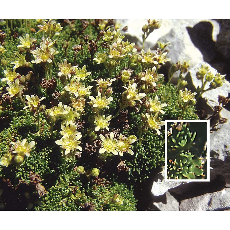 saxifraga ampullacea ten.