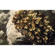 saxifraga ampullacea ten.