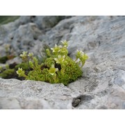 saxifraga ampullacea ten.