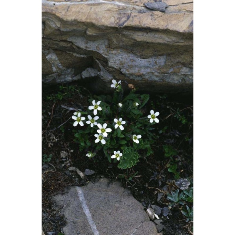 saxifraga androsacea l.