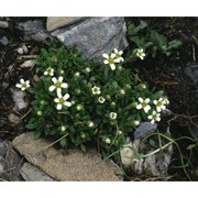 saxifraga androsacea l.