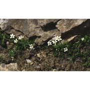 saxifraga androsacea l.